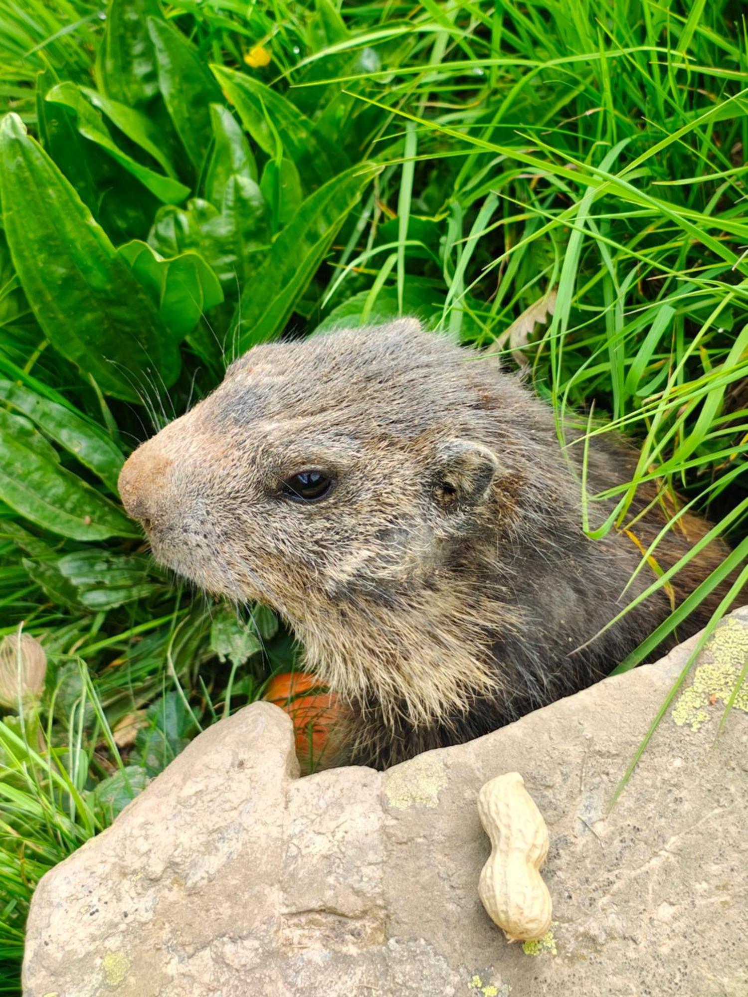 シャレー シュウェンディボーデン グリンデルヴァルト エクステリア 写真